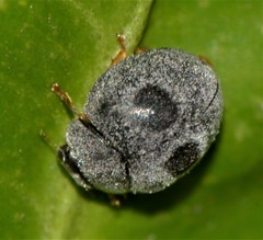 Azya luteipes