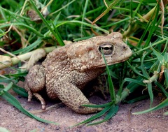 Sclerophrys mauritanica