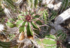 Euphorbia officinarum