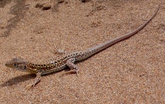 Acanthodactylus margaritae