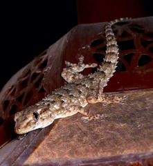 Tarentola mauritanica