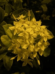 Ixora