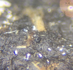 Phomatospora coprophila