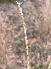 Elionurus tripsacoides