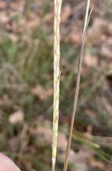 Elionurus tripsacoides