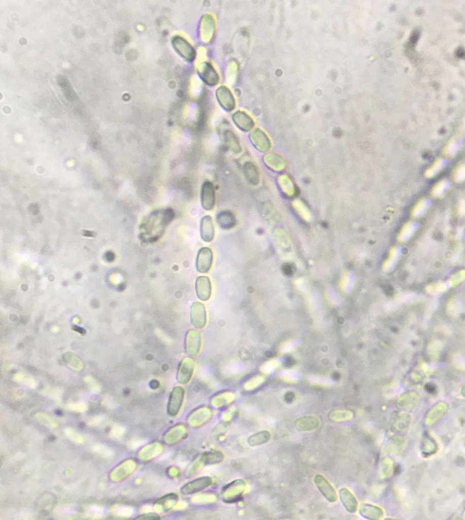 Phomatosporales