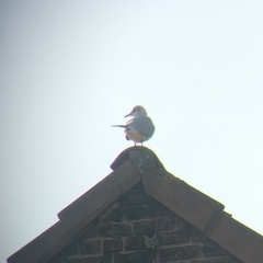 Chroicocephalus ridibundus