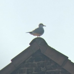 Chroicocephalus ridibundus