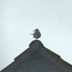 Chroicocephalus ridibundus