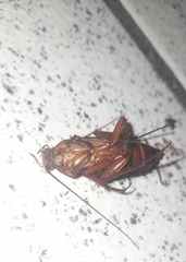 Periplaneta americana