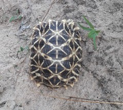 Psammobates oculifer