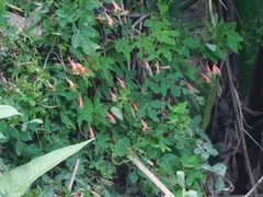 Tropaeolum pentaphyllum