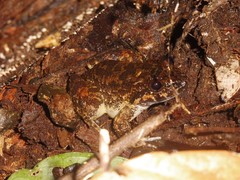 Limnonectes sisikdagu
