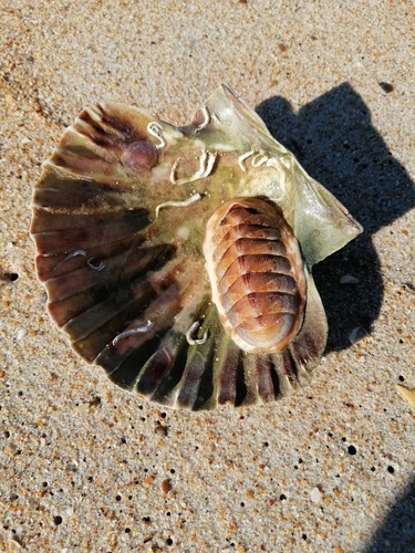 Chaetopleura angulata