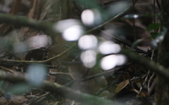 Urosphena squameiceps