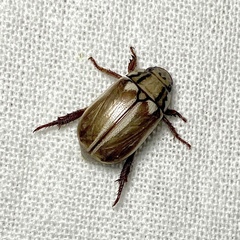 Anoplognathus abnormis