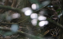 Urosphena squameiceps