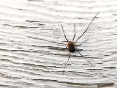 Oligolophus hanseni