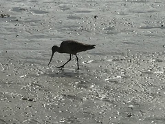 Limosa fedoa