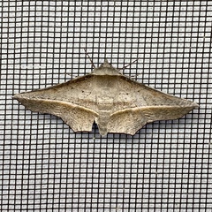 Oenochroma vetustaria