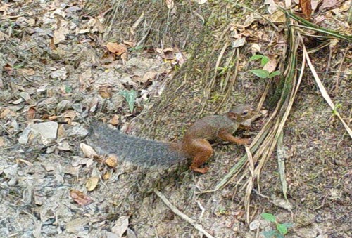 Western Palm Squirrel (Epixerus ebii) — Least Concern Mammalia