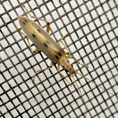 Parisopalpus nigronotatus