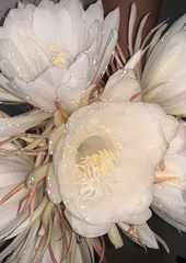Epiphyllum oxypetalum