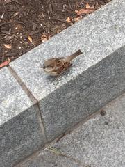 Passer domesticus