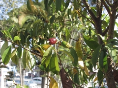 Eugenia involucrata