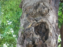 Acridotheres tristis