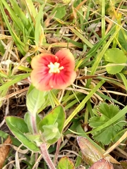 Oenothera epilobiifolia