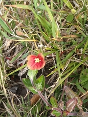 Oenothera epilobiifolia