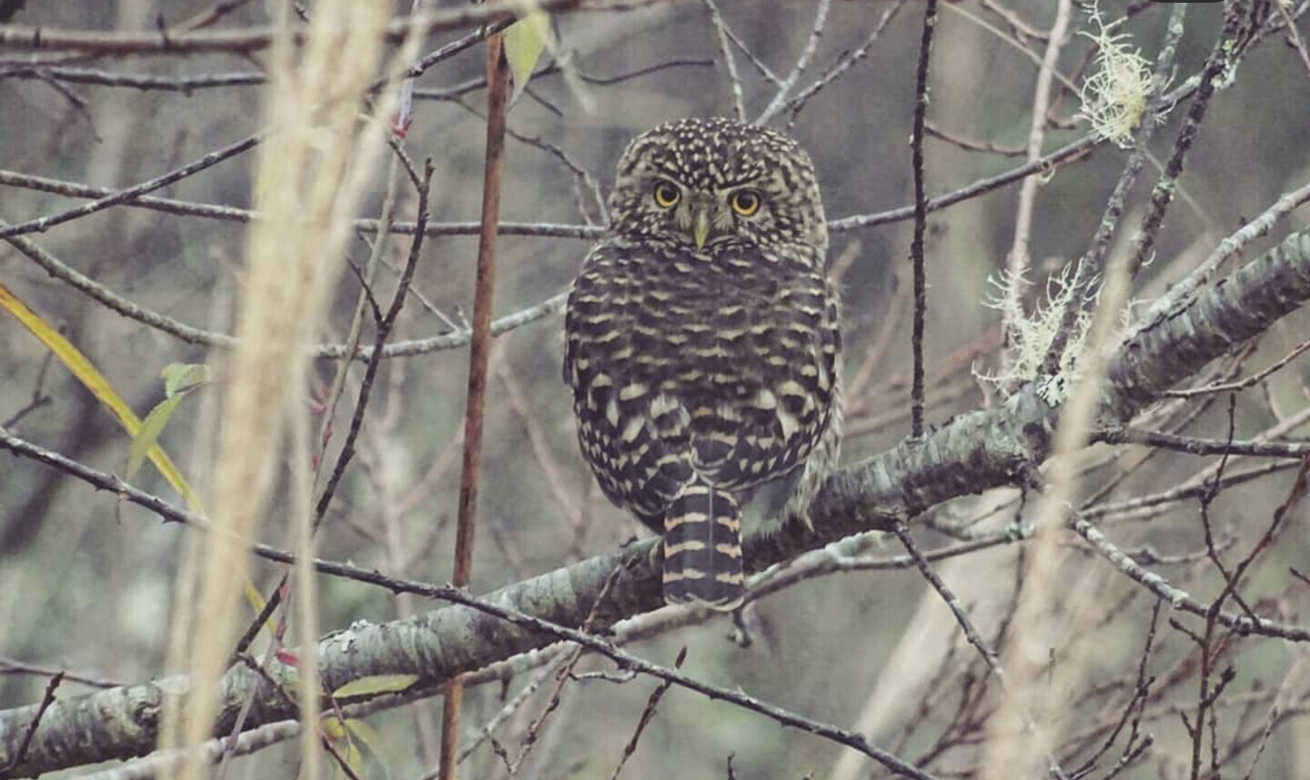 Collared Owlet illustration