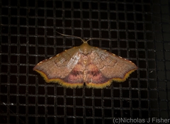 Corgatha omopis