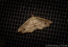 Philogethes metableta