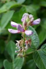 Desmodium intortum