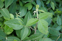 Desmodium intortum