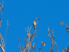 Turdus atrogularis × ruficollis