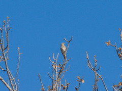 Turdus atrogularis × ruficollis