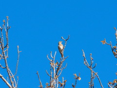 Turdus atrogularis × ruficollis