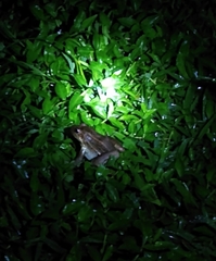 Leptodactylus latrans