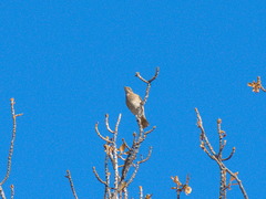 Turdus atrogularis × ruficollis
