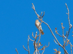 Turdus atrogularis × ruficollis