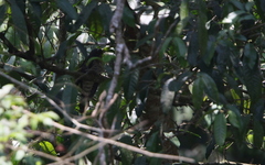 Hierococcyx sparverioides