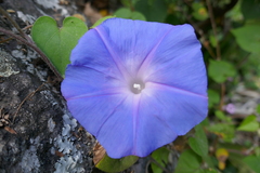 Ipomoea indica image