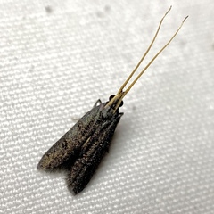 Cophomantella lychnocentra