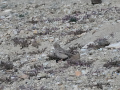 Bucanetes mongolicus