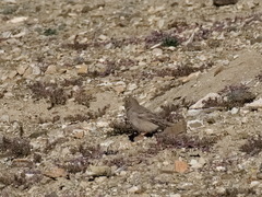 Bucanetes mongolicus