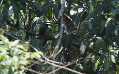 Hierococcyx sparverioides