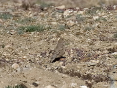 Bucanetes mongolicus